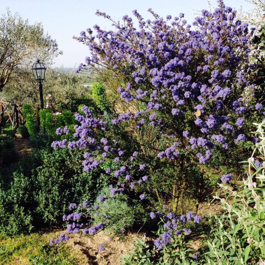 Olivella Villa Campagnano Di Roma Dış mekan fotoğraf